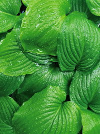 Beautiful green, fresh leaves when it's raining