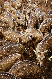 A group of deer animals are gathering to enjoy their lunch