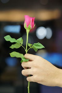 Close-up of hand holding rose outdoors