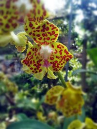 Close-up of yellow flower