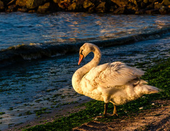 Close-up of swan on lake