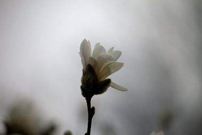 Close-up of flowers against blurred background