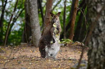 Portrait of squirrel on tree trunk in forest