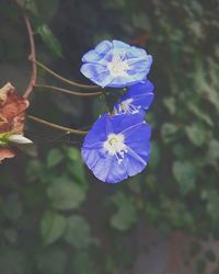 Close-up of purple flowers blooming outdoors