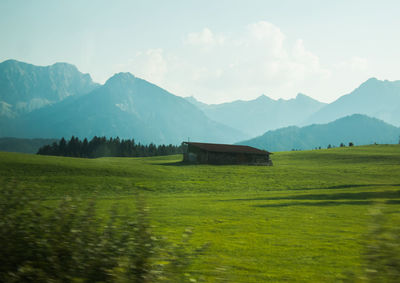 Scenic view of grassy field