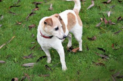 Dog in a field