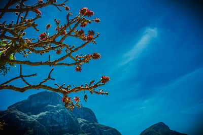 Low angle view of tree against sky