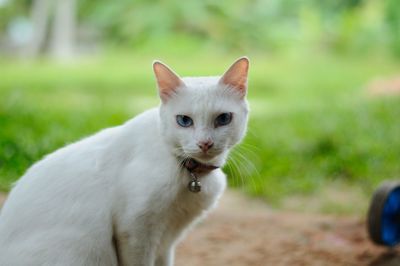 Portrait of white cat on field