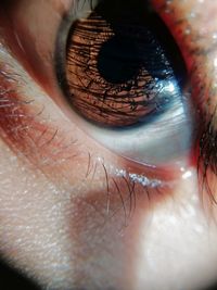 Close-up of human eye