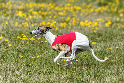 Whippet dog in red shirt running and chasing lure in the field on coursing competition