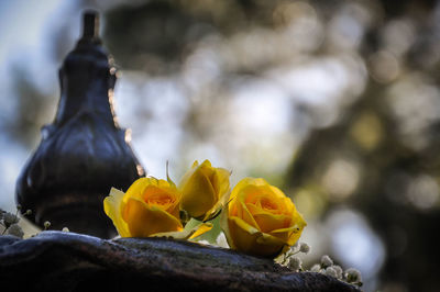 Close-up of plant against blurred background