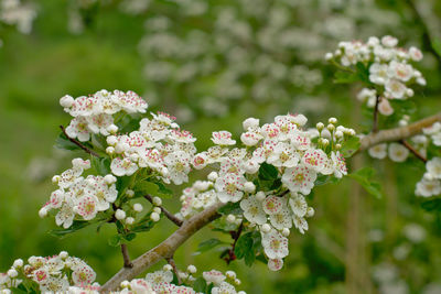 Close-up of white flowering plant