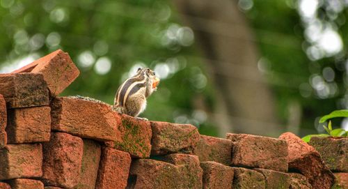 Squirrel on the bricks