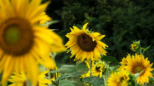 Close-up of sunflower on field