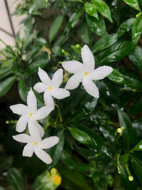 Close-up of white flowering plant