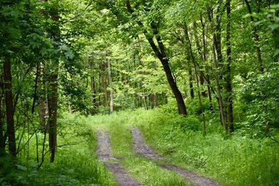 Trees in forest