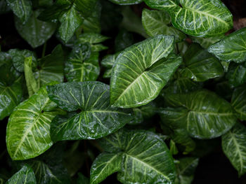 Close-up of fresh green leaves