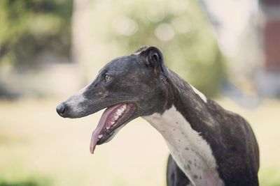 Close-up of a dog looking away