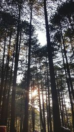 Low angle view of trees in forest