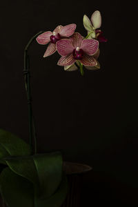 Close-up of vase against black background