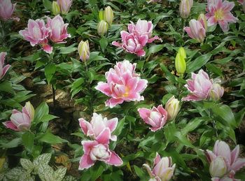 Close-up of pink flowering plants