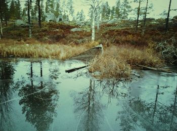 Reflection of trees in water