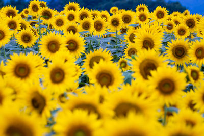 Full frame shot of sunflower