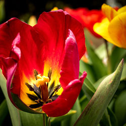 Close-up of red flowering plant