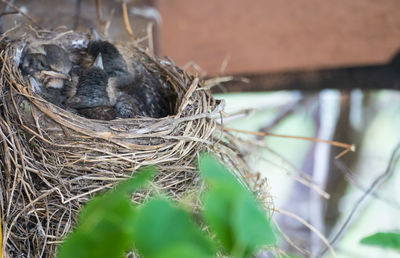 Close-up of dead bird in nest