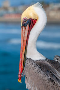 Close-up of a bird