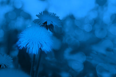 Close-up of blue flowering plant