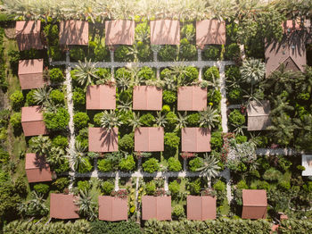 High angle view of stack of plants