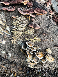 High angle view of mushrooms growing on tree trunk