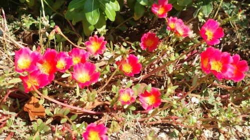 Close-up of pink flowers blooming outdoors