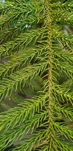 Close-up of palm tree leaves