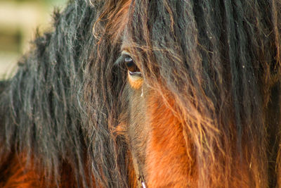 Close-up of horse