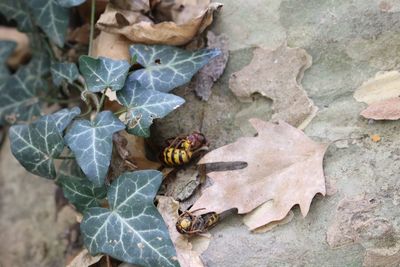 High angle view of wasp insects on leaves