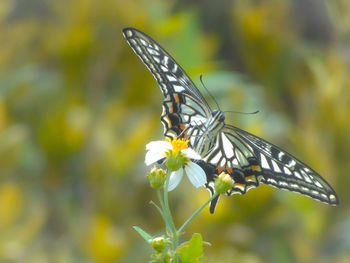 Close-up of butterfly pollinating on flower