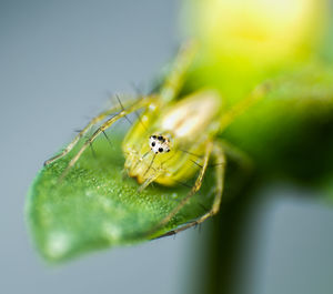 Close-up of spider