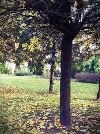 Trees in park during autumn