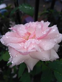 Close-up of water drops on rose