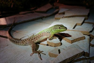 Close-up of lizard