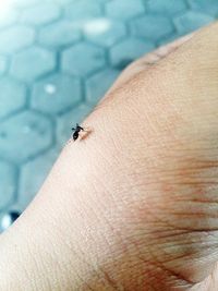 Close-up of an insect on finger