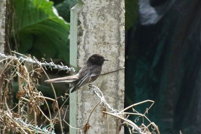 Bird perching on wall