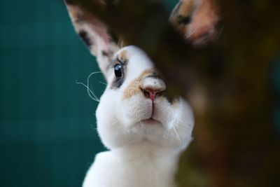 Close-up portrait of rabbit