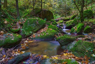 Stream flowing through rocks in forest