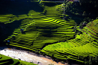 Scenic view of rice field