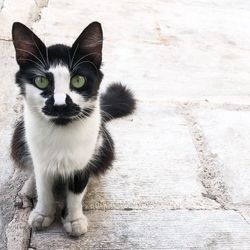 Portrait of cat sitting on footpath