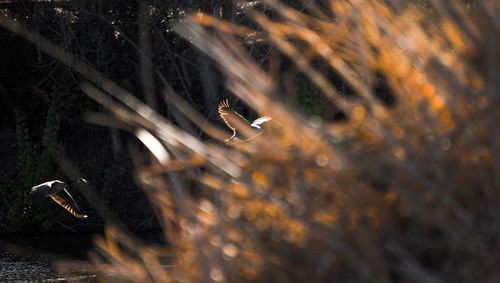 Close-up of bird in water