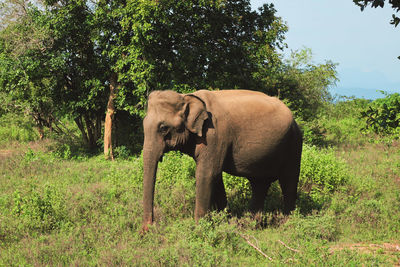 Elephant standing in a field